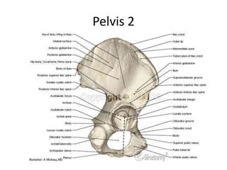Pelvis 2
 
