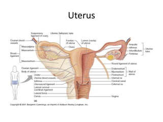 Uterus
 