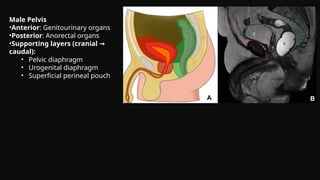 Defecating Proctogram Radiology MR Defecating Proctography: Imaging Posterior Pelvic Floor Disorders | PPTX