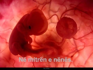 Ria slides Um feto de poucas semanas encontra-se  no interior do útero de sua mãe. Në mitrën e nënës.  