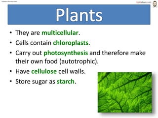 Copyright © 2015 Henry Exham
1.2 Classification– The Variety of Living Organisms
Plants
5
• They are multicellular.
• Cells contain chloroplasts.
• Carry out photosynthesis and therefore make
their own food (autotrophic).
• Have cellulose cell walls.
• Store sugar as starch.
 