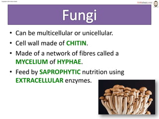 Copyright © 2015 Henry Exham
1.2 Classification– The Variety of Living Organisms
Fungi
7
• Can be multicellular or unicellular.
• Cell wall made of CHITIN.
• Made of a network of fibres called a
MYCELIUM of HYPHAE.
• Feed by SAPROPHYTIC nutrition using
EXTRACELLULAR enzymes.
 
