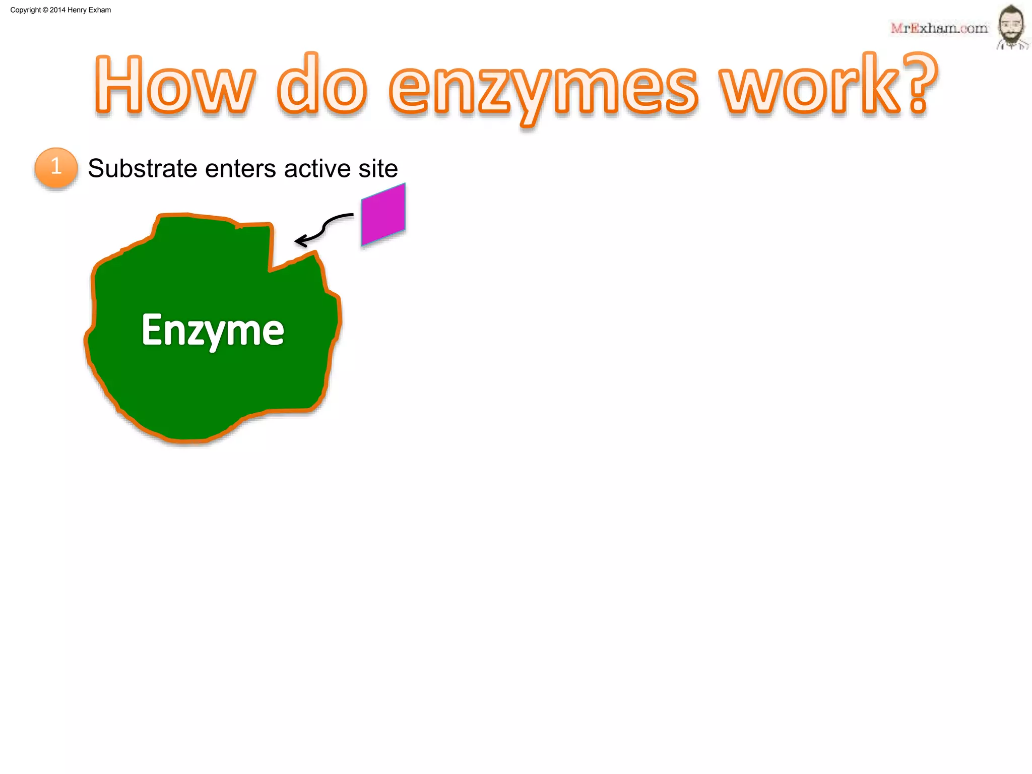 Copyright © 2015 Henry Exham
6
1.1 Life Processes - Enzymes
How do enzymes work?
Substrate enters active site1
 