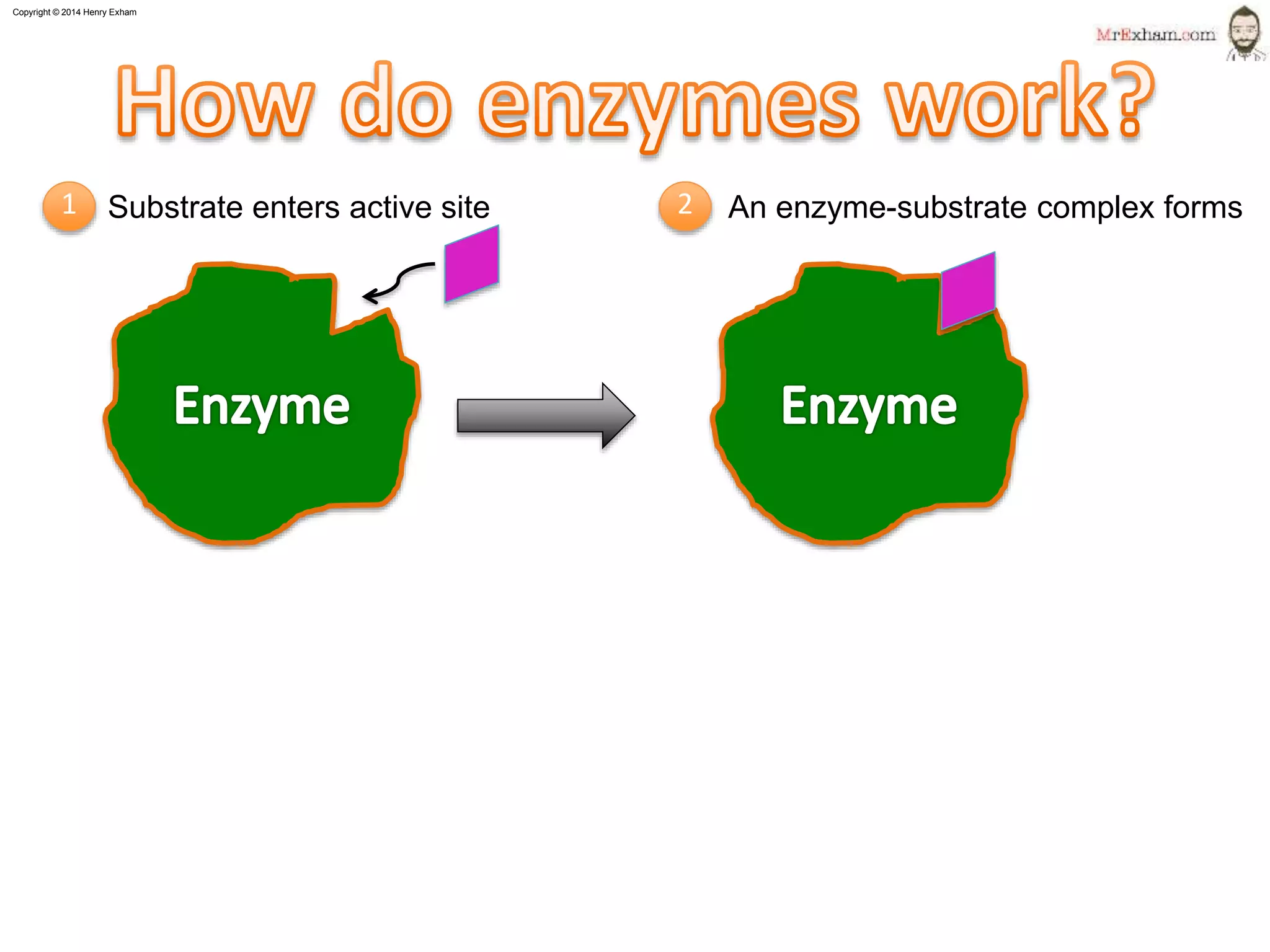 Copyright © 2015 Henry Exham
7
1.1 Life Processes - Enzymes
How do enzymes work?
Substrate enters active site An enzyme-substrate complex forms1 2
 