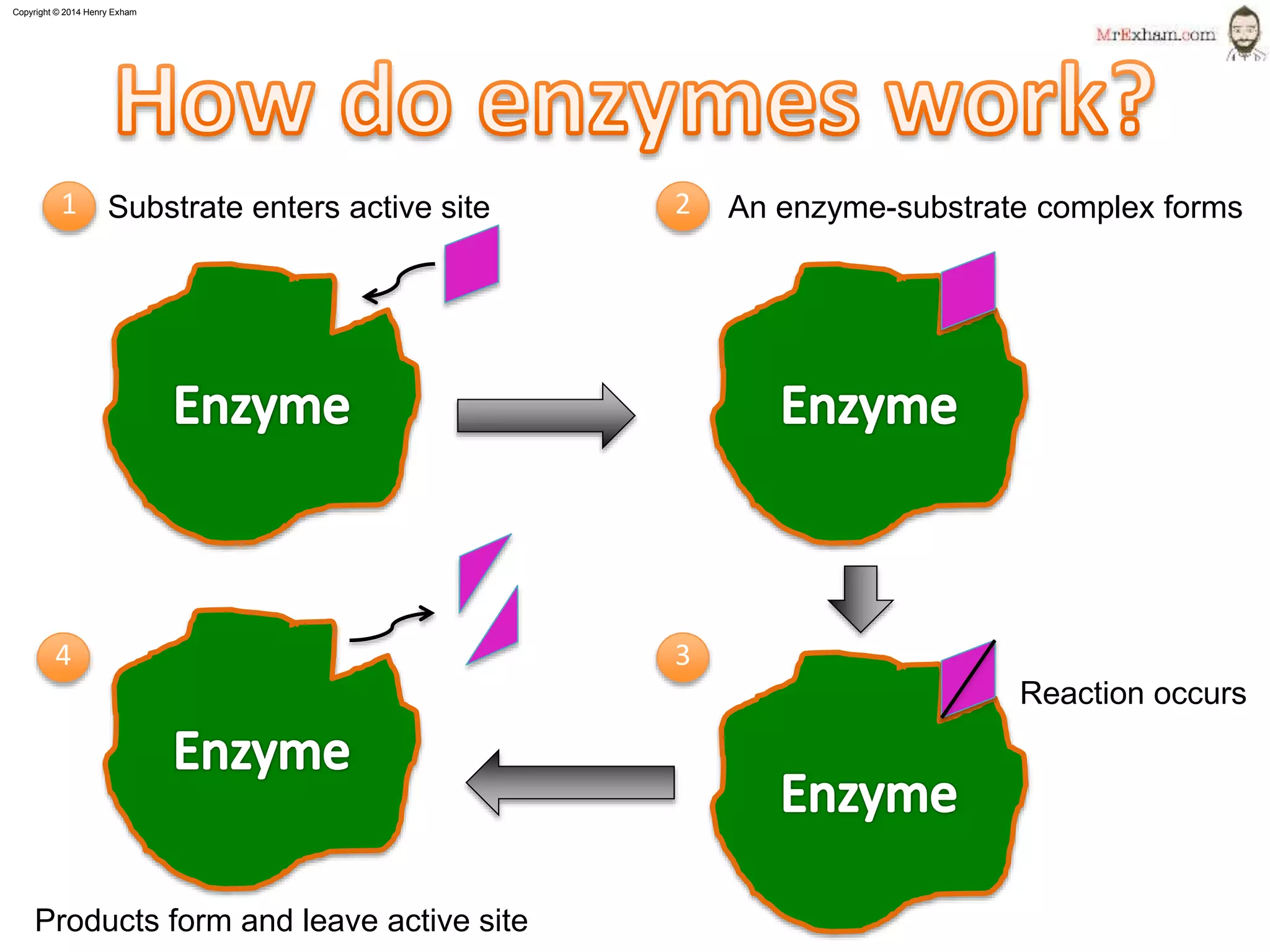 Copyright © 2015 Henry Exham
9
1.1 Life Processes - Enzymes
How do enzymes work?
Products form and leave active site
Reaction occurs
Substrate enters active site An enzyme-substrate complex forms1 2
34
 
