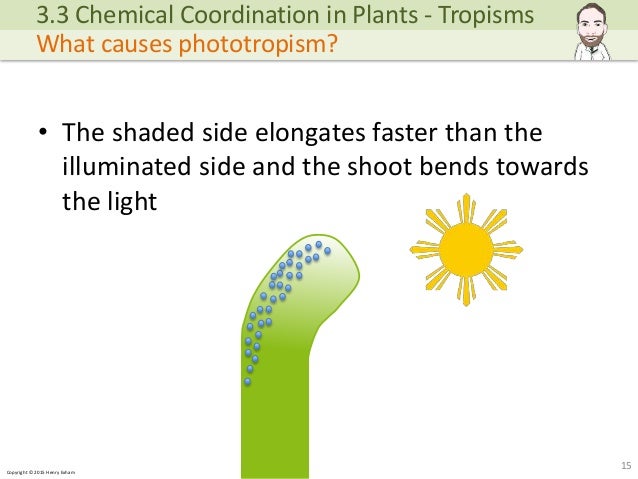 chemical coordination takes plants in how place Coordination Biology Chemical in Plants IGCSE chemical coordination takes plants in how place Coordination Biology Chemical in Plants IGCSE