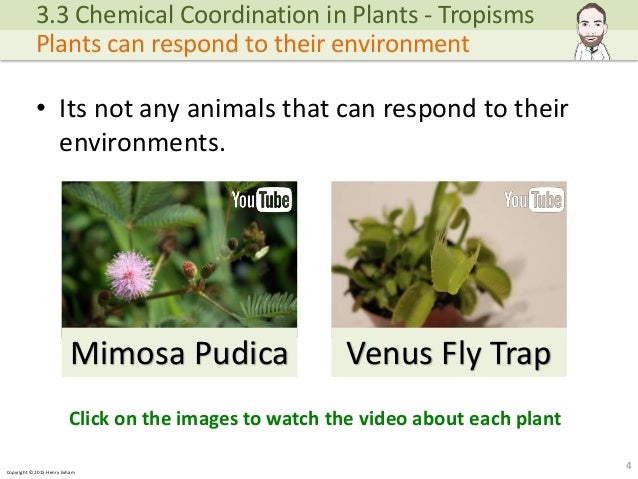 takes in plants place coordination how chemical Plants Chemical Coordination IGCSE Biology in takes in plants place coordination how chemical Plants Chemical Coordination IGCSE Biology in