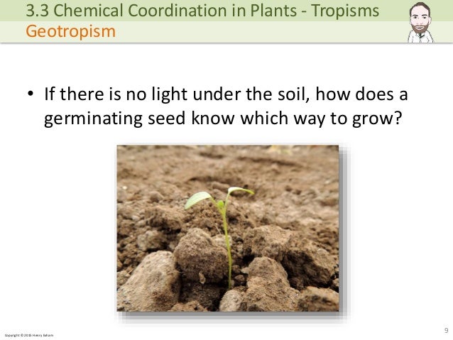 plants how chemical coordination takes in place Plants in Biology Coordination IGCSE Chemical plants how chemical coordination takes in place Plants in Biology Coordination IGCSE Chemical