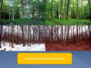 Vremenska organizacija biocenoze
 