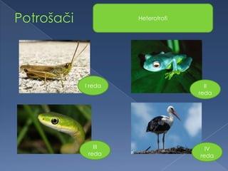 I reda II
reda
III
reda
IV
reda
Heterotrofi
 