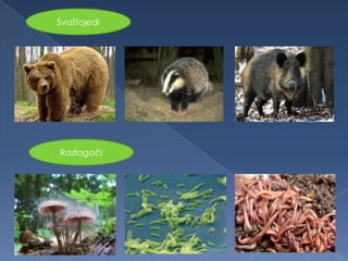 Svaštojedi
Razlagači
 