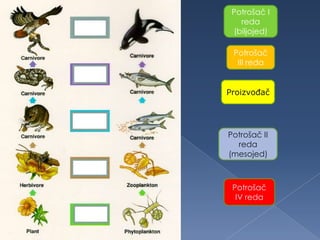 Potrošač I
reda
(biljojed)
Potrošač
III reda
Proizvođač
Potrošač II
reda
(mesojed)
Potrošač
IV reda
 
