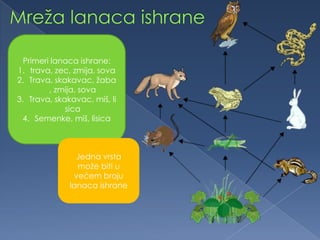 Primeri lanaca ishrane:
1. trava, zec, zmija, sova
2. Trava, skakavac, žaba
, zmija, sova
3. Trava, skakavac, miš, li
sica
4. Semenke, miš, lisica
Jedna vrsta
može biti u
većem broju
lanaca ishrane
 