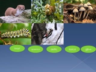 hrast gusenica detlic lasica gljive
 