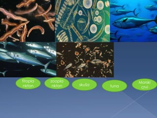 fitopla
nkton
zoopla
nkton skuša tuna
Morski
crvi
 