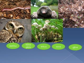 detritus
Kišna
glista krtica sova gljive
 