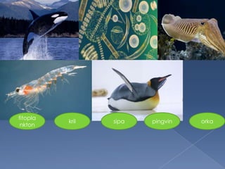 fitopla
nkton
kril sipa pingvin orka
 
