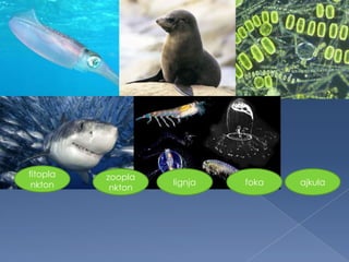 fitopla
nkton
zoopla
nkton
lignja foka ajkula
 