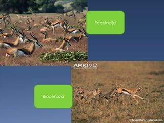 Populacija
Biocenoza
 