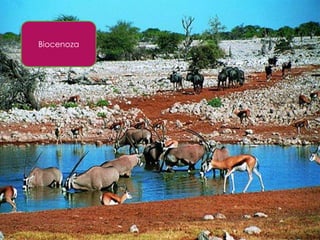 Biocenoza
 