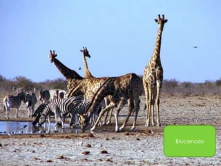 Biocenoza
 