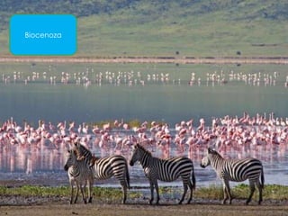 Biocenoza
 
