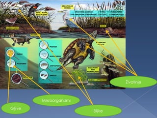 Mikroorganizmi
Biljke
Gljive
Životinje
 