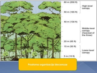 Prostorna organizacija biocenoze
 