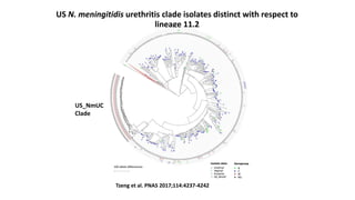 US N. meningitidis urethritis clade isolates distinct with respect to
lineage 11.2
Tzeng et al. PNAS 2017;114:4237-4242
US...