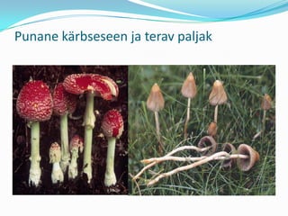 Punane kärbseseen ja terav paljak
 
