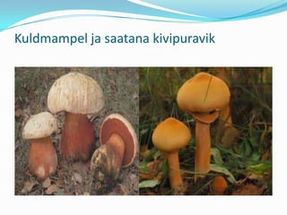 Kuldmampel ja saatana kivipuravik
 