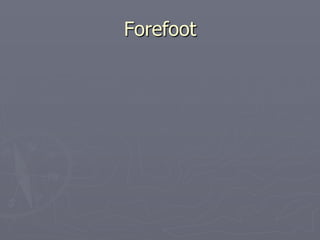 Forefoot
 