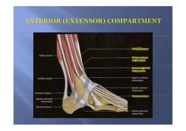 Mri Anatomy Of Ankle