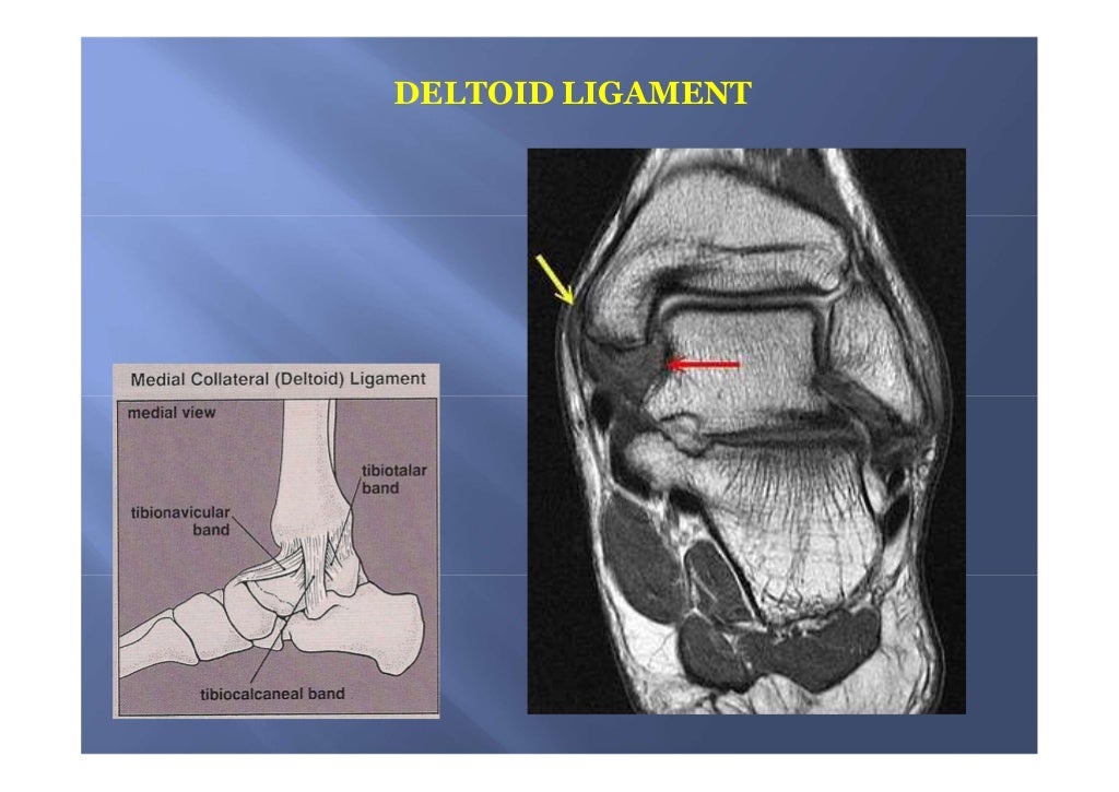 Mri anatomy of ankle