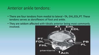 Anterior ankle tendons:
• There are four tendons from medial to lateral –TA, EHL,EDL,PT. These
tendons serves as dorsiflexors of foot and ankle.
• They are seldom affected with tibialis anterior being most commonly
involved.
 