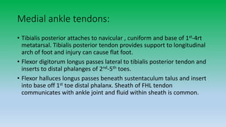 Medial ankle tendons:
• Tibialis posterior attaches to navicular , cuniform and base of 1st-4rt
metatarsal. Tibialis posterior tendon provides support to longitudinal
arch of foot and injury can cause flat foot.
• Flexor digitorum longus passes lateral to tibialis posterior tendon and
inserts to distal phalanges of 2nd-5th toes.
• Flexor halluces longus passes beneath sustentaculum talus and insert
into base off 1st toe distal phalanx. Sheath of FHL tendon
communicates with ankle joint and fluid within sheath is common.
 