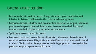 Lateral ankle tendon:
• Peroneus brevis and peroneus longus tendons pass posterior and
inferior to lateral malleolus in the retro-malleolar groove.
• Peroneus brevis is flatter and broader lies anterior to longus, whereas
peroneus longus is posteriolateral and is more rounded. Peroneal
tendons are held inplace by superior retinaculum.
• Split tears are common in brevis.
• Peroneal tendons can sublux or dislocate , whenever there is tear of
superior retinaculum. Diagnosis is made if tendons are located lateral
to distal fibula rather than posterior to it. Hypoplastic retromalleolar
groove can predispose to subluxation.
 