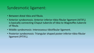 Syndesmotic ligament:
• Between distal tibia and fibula.
• Anterior syndesmosis: Anterior-inferior-tibio-fibular ligament (AITiFL)
is basically connecting Chaput tubercle of tibia to Wagstoffes tubercle
of fibula.
• Middle syndesmosis: Interosseous tibiofibular ligament.
• Posterior syndesmosis: Triangular shaped poster-inferior-tibio-fibular
ligament (PITiFL).
 