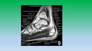 Mri anatomy of ankle radiology ppt pk