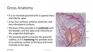 Comprehensive Prostate MRI: Anatomy, Pathology, and Imaging Techniques ...