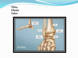 Tibia
Fibula
Talus
 