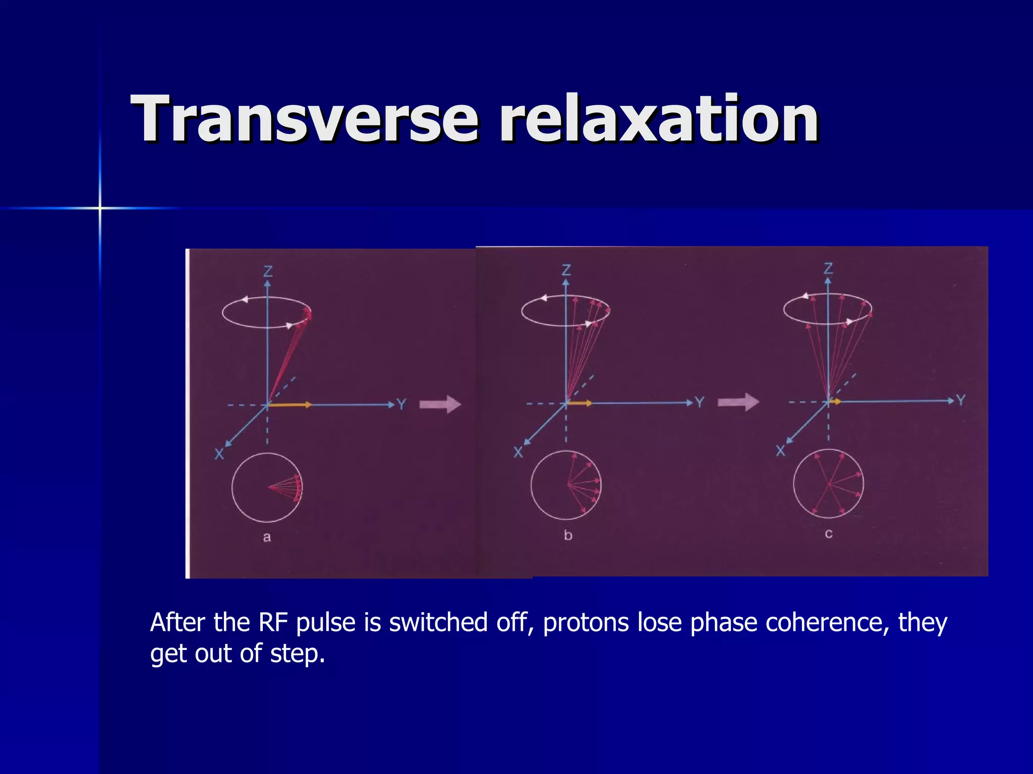 Transverse relaxation After the RF pulse is switched off, protons lose phase coherence, they get out of step.  