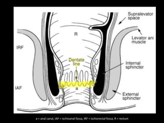 a = anal canal, IAF = ischioanal fossa, IRF = ischiorectal fossa, R = rectum
 