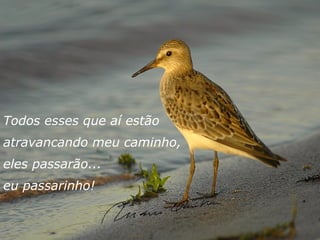 Todos esses que aí estão
atravancando meu caminho,
eles passarão...
eu passarinho!
 