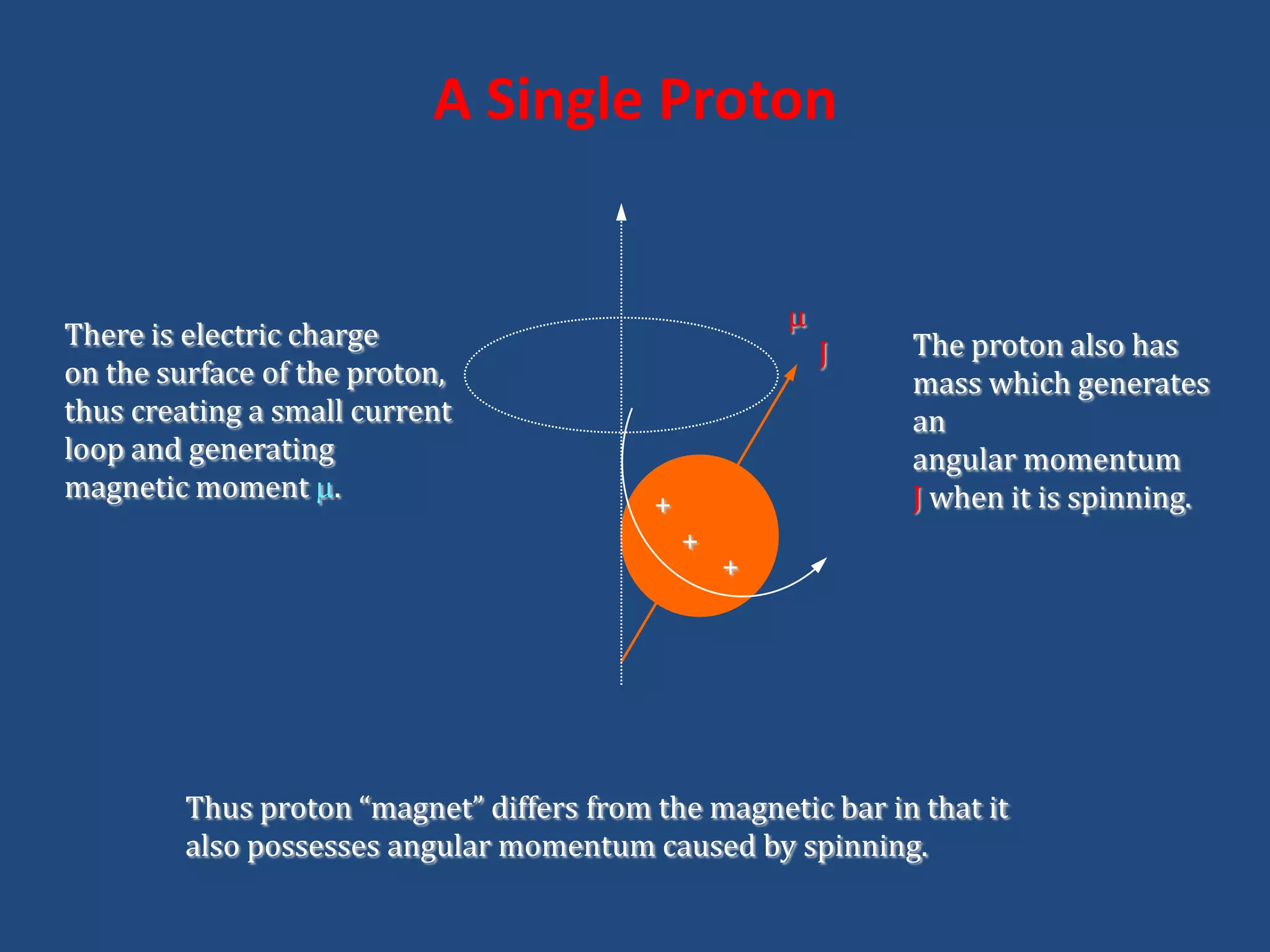 A Single Proton

There is electric charge
on the surface of the proton,
thus creating a small current
loop and generating
magnetic moment .

J

+

+

The proton also has
mass which generates
an
angular momentum
J when it is spinning.

+

Thus proton “magnet” differs from the magnetic bar in that it
also possesses angular momentum caused by spinning.

 