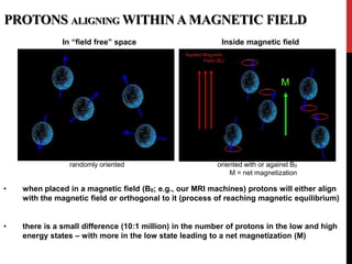 PROTONS ALIGNING WITHIN A MAGNETIC FIELD
In “field free” space
randomly oriented
• when placed in a magnetic field (B0; e.g., our MRI machines) protons will either align
with the magnetic field or orthogonal to it (process of reaching magnetic equilibrium)
• there is a small difference (10:1 million) in the number of protons in the low and high
energy states – with more in the low state leading to a net magnetization (M)
Inside magnetic field
oriented with or against B0
M = net magnetization
M
Applied Magnetic
Field (B0)
 