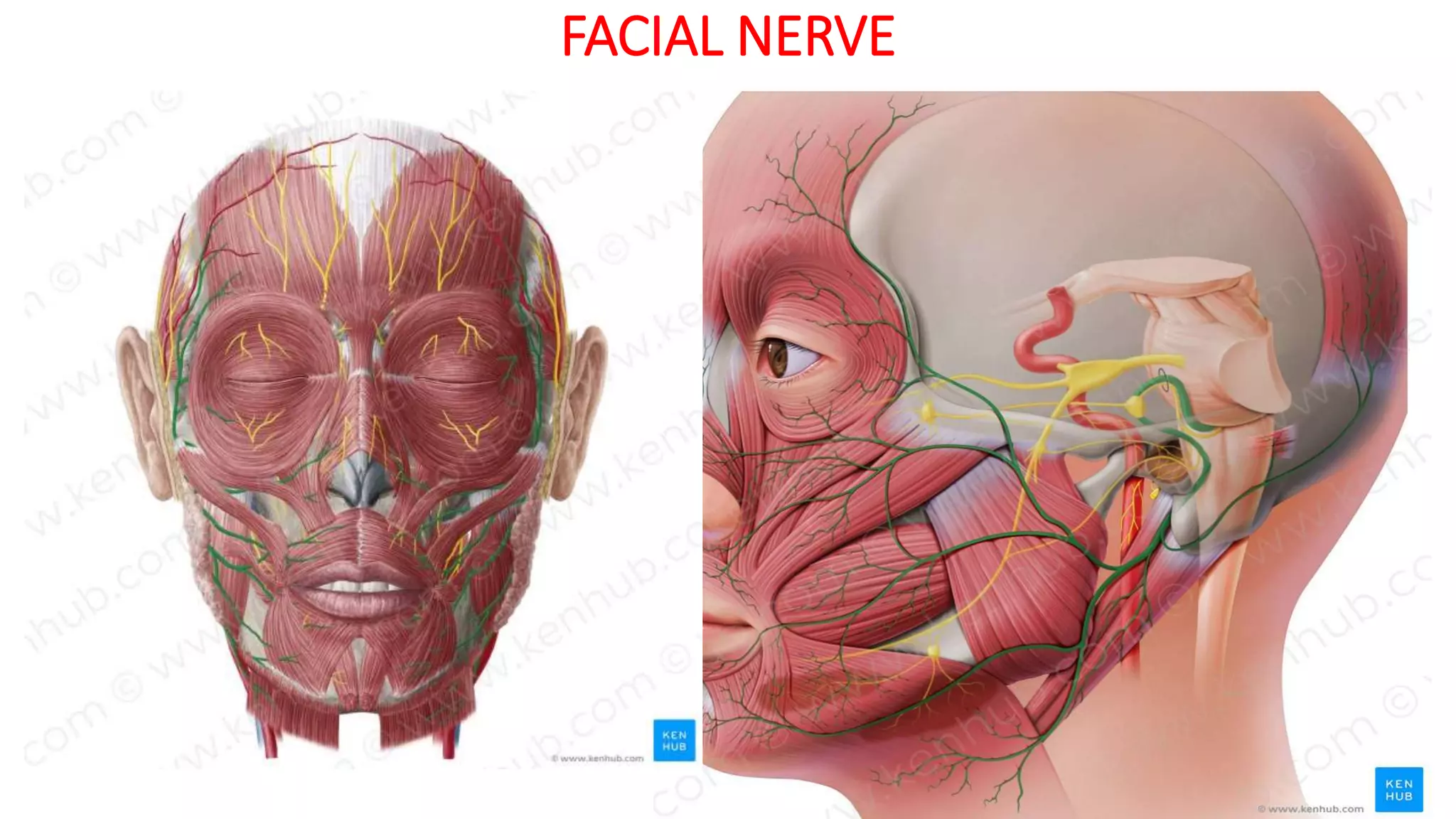 FACIAL NERVE
 