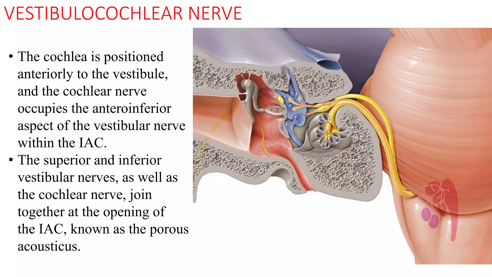 VESTIBULOCOCHLEAR NERVE
• The cochlea is positioned
anteriorly to the vestibule,
and the cochlear nerve
occupies the anteroinferior
aspect of the vestibular nerve
within the IAC.
• The superior and inferior
vestibular nerves, as well as
the cochlear nerve, join
together at the opening of
the IAC, known as the porous
acousticus.
 