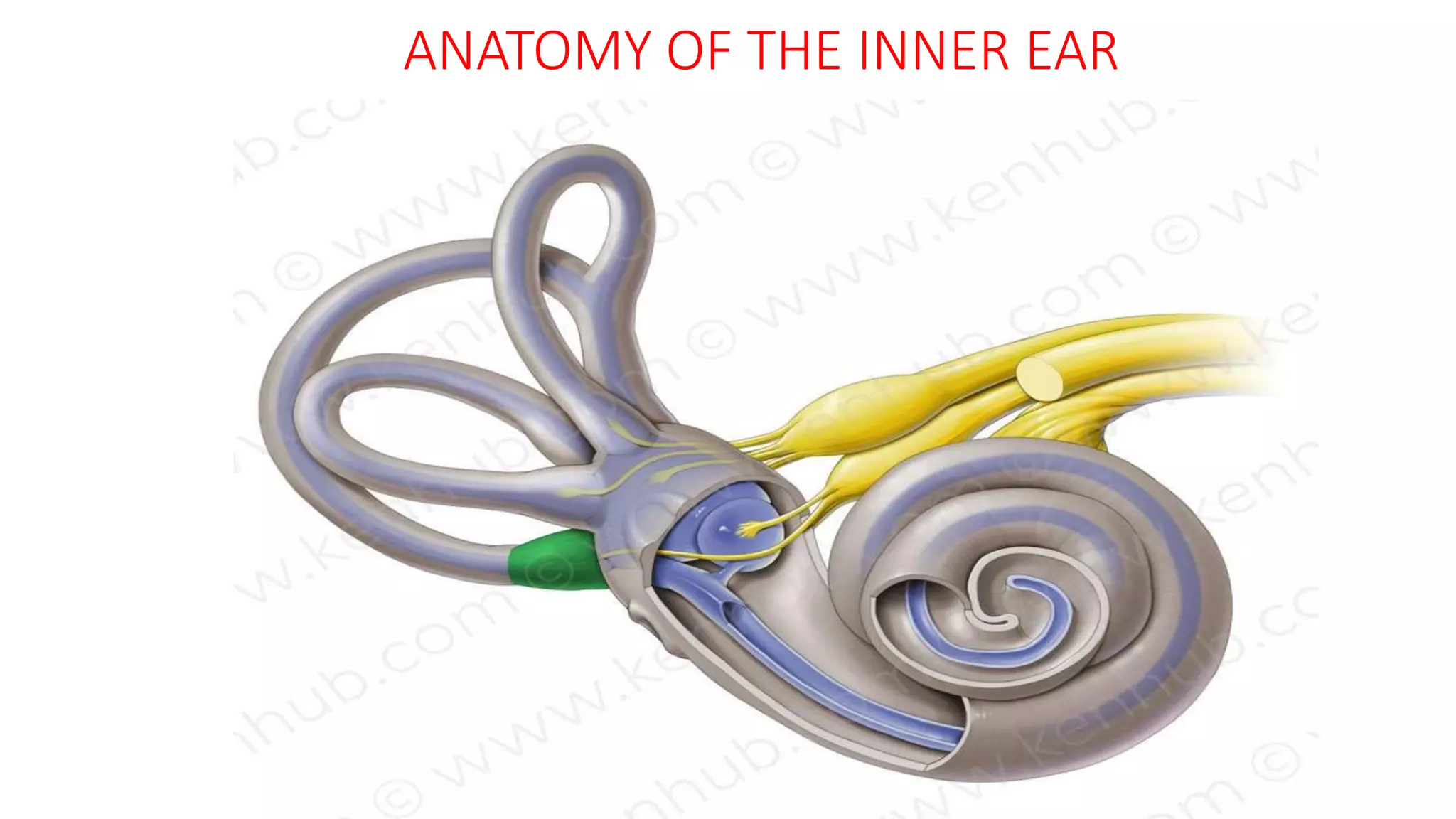 ANATOMY OF THE INNER EAR
 