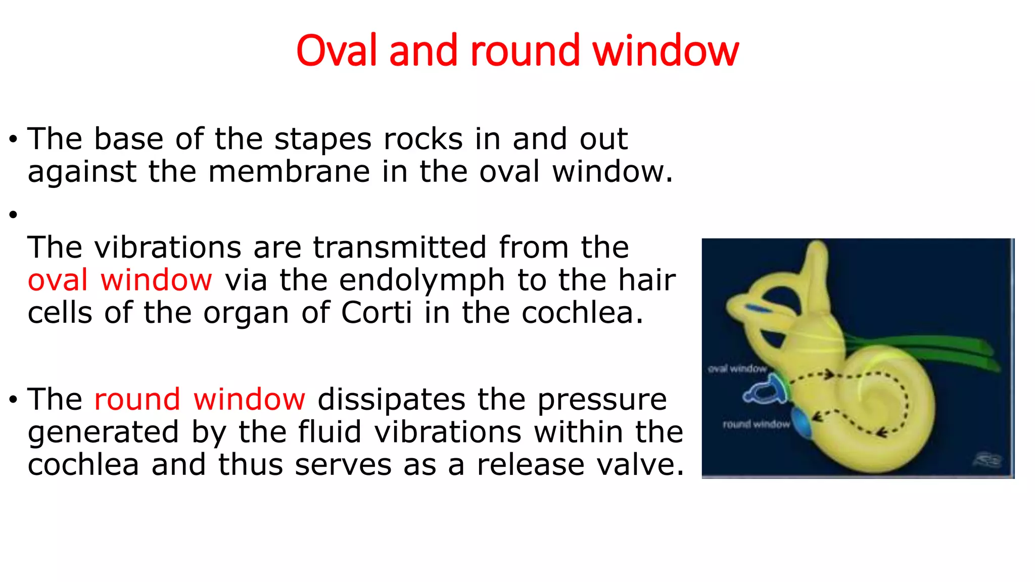 Oval and round window
• The base of the stapes rocks in and out
against the membrane in the oval window.
•
The vibrations are transmitted from the
oval window via the endolymph to the hair
cells of the organ of Corti in the cochlea.
• The round window dissipates the pressure
generated by the fluid vibrations within the
cochlea and thus serves as a release valve.
 